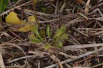 dwarf sundew